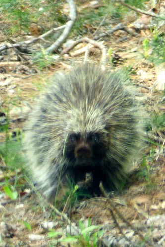 porcupine honeyrock