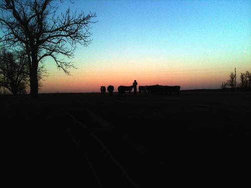 sunset cattle cows pasture