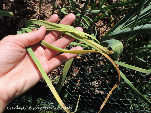 Harvesting-And-Curing-Garlic-15