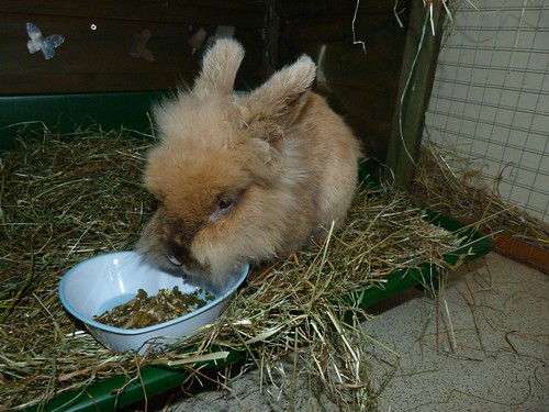 Flopsy is on borrowed time - he's gone :'( 14443362238_5277860d63