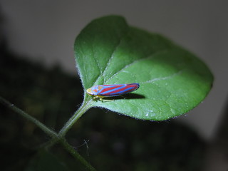 insect on clematis
