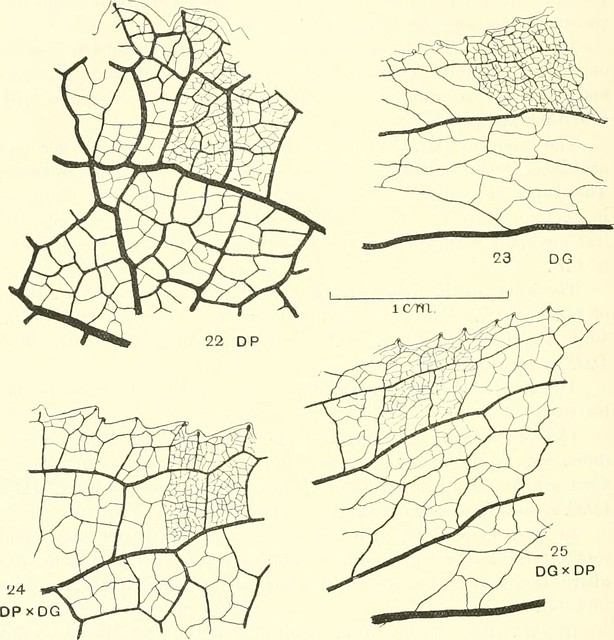 Image from page 103 of "Journal of genetics" (1910) from Flickr via Wylio