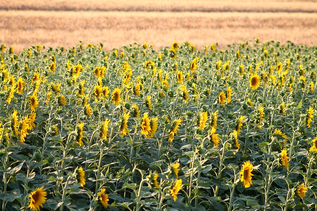 Sunflower Fields + Tuscany