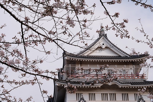Chiba Castle and cherry blossoms