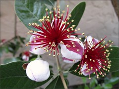 Feijoa blossoms