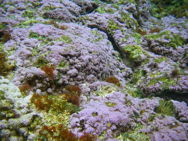 algae, corals, moss animals 0000 Kapoho tide pools, Hawaii, USA