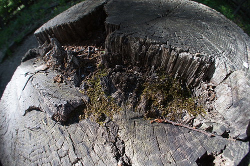 Tree Stump, Maryland Heights trail