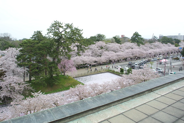 弘前さくらまつり 黒石こみせ通り festival of cherry blossoms at Hirosaki 2014年4月30日
