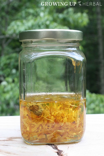 Learning Herbs: June Herb Challenge – Week 1 | GrowingUpHerbal.com | Primary Actions of Calendula, Calendula Infused Oil