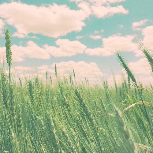 field clouds soft pastel wheat crops skyblue hipstamatic adler9009lens blankofreedom13film oggl