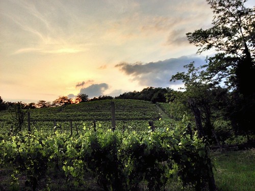 sunset sky italy green home nature walking countryside grapes friuli grapevines