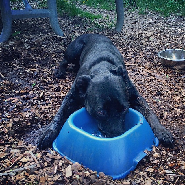 Thanks, but I'm just going to lie here with my nose in this bowl. #dogpark