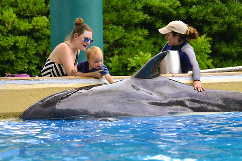 Petting Dolphin at SeaWorld