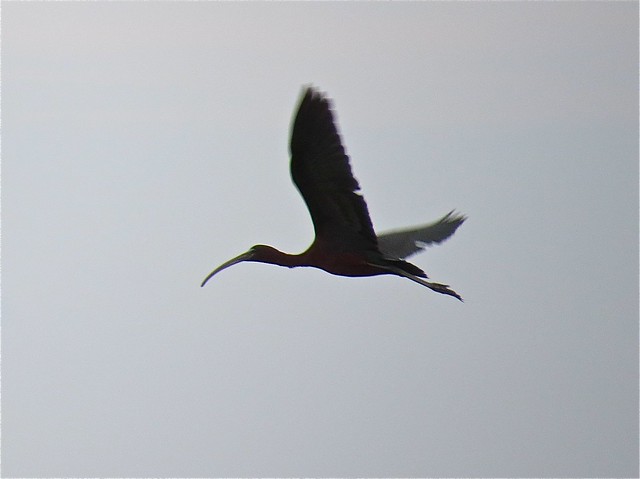 Glossy Ibis (edited) at Emiquon National Wildlife Refuge in Fulton County, IL