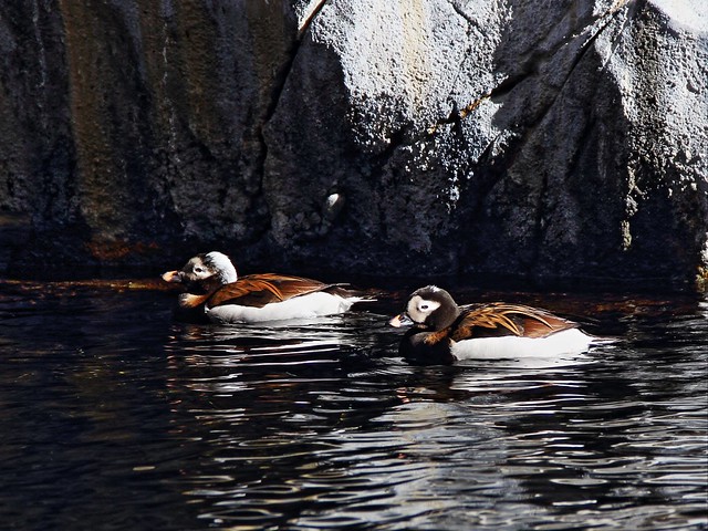 Long-tailed Ducks Sealife Ctr 2-20140620