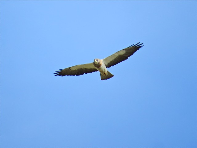Swainson's Hawk in Kane County, IL 04