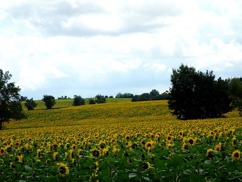 france nature jaune champs agriculture tournesols hautegaronne midipyrénées infini