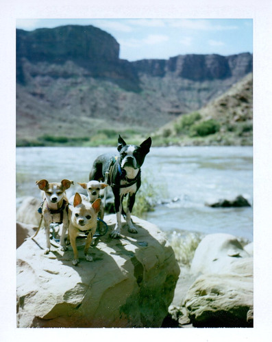 6 24 my new favorite group photo of the dogs - at colorado river along utah highway 128
