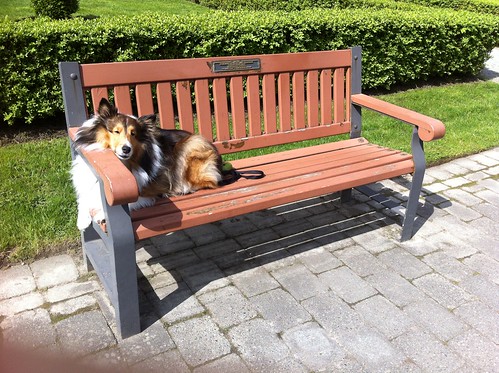 Dog on a Bench