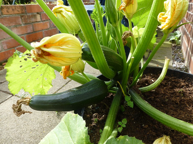 courgettes!