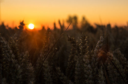 Sunrise at the Corn Field