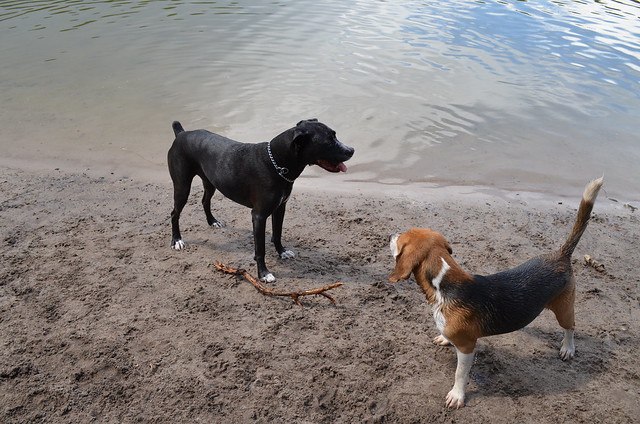 Grunewaldsee Berlin_ dogs on lake shore after swim