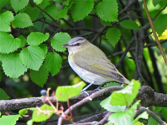 Red-eyed Vireo at Ewing Park in McLean County, IL 01