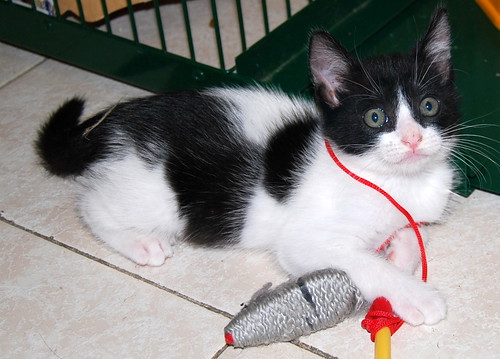 Carlitos, gatito blanquinegro extrovertido y guapo nacido en Junio´14 busca hogar. Valencia. ADOPTADO. 14757086901_5a08d54732