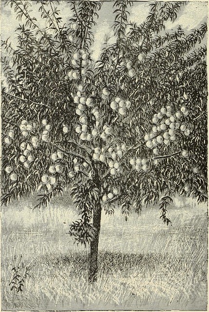 Image from page 24 of "Fruit trees, evergreens, roses, etc. for Florida and coast belt of southern states" (1891) from Flickr via Wylio