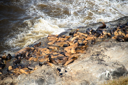 Sea Lions at Sea Lion Caves