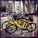 Lots of yellow bikes in full bloom. Certainly feels like spring! #OfoBikes #SpringIsHere #Gubei #Changning #Shanghai #China #JacobsHaiLivin