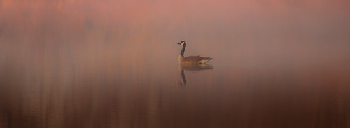 colorado goose lightroom5 pse12 pink morning light bird sunrise pond riversidepark ptphoto fog