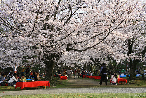 Sakura Festival 2014