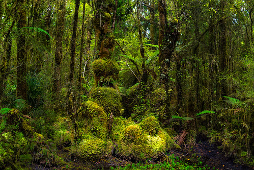 newzealand moss vines nz southisland westland beech rata podocarp temperaterainforest forestmoss kahikatea foxglaciertownship minnehahawalk tewehekawalkway