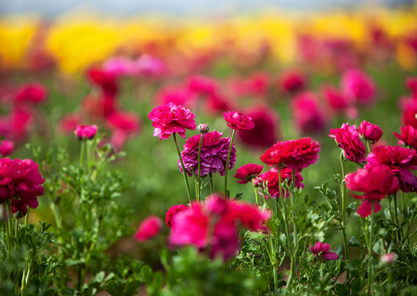 ranunculus, flowers of Israel, field, קטיף נוריות קדמה, נוריות, פרחי ארץ ישראל