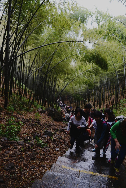 Nanshan Bamboo Forest