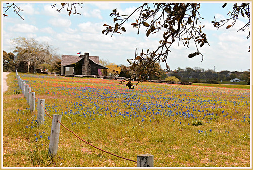park flowers blue orange usa flores nature canon eos march texas logcabin nectar wildflowers independence bluebonnets texasflag sunnyday texaswildflowers independencetexas washingtoncounty oldbaylorpark flowersthings eos60d