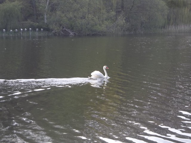 A swan on Grenadier Pond, High Park