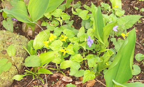 yellow violets 2