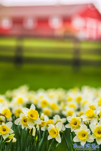 flowers red green nature yellow barn rural fence outdoors illinois flora unitedstates tulips bokeh farm depthoffield monmouth feature dmrfeature