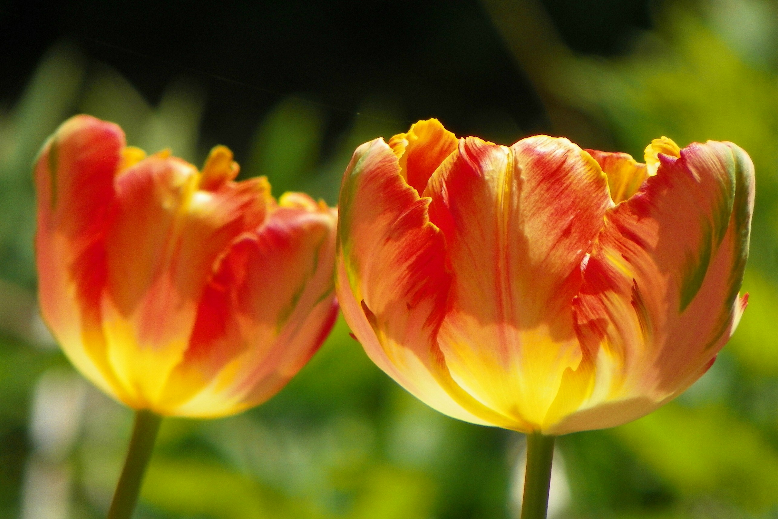 tulips8