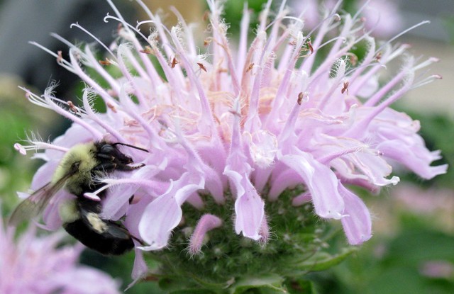 bee balm pollinator - bumblebee