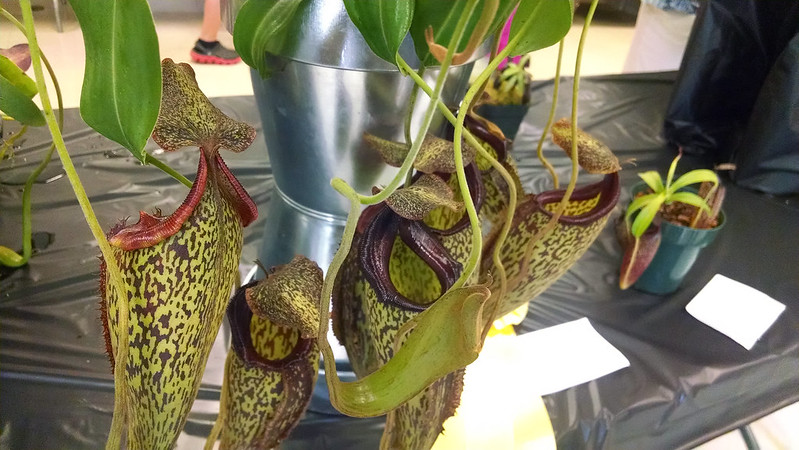 Nepenthes maxima x talangensis 'Lady Pauline', Will Haines