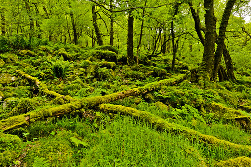 woodland nationalpark moss timber devon fallen greenery ferns dartmoor riverdart
