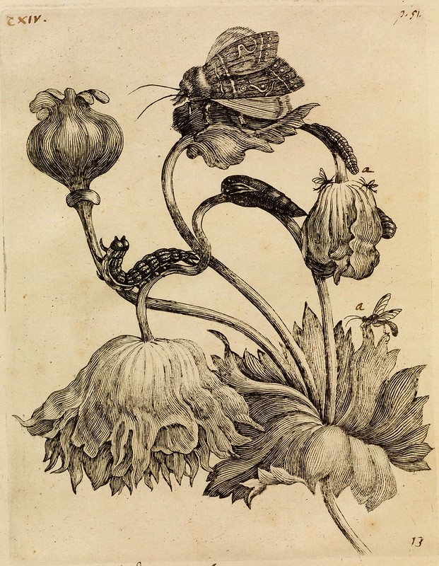 cropped engraving of opium poppy with associated grubs & moths