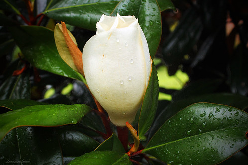 flower macro northcarolina southernmagnolia magnoliagrandflora dorameulman