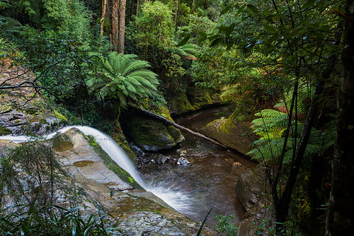 waterfall rainforest australia liffey tasmania wilderness tas tassie termperate