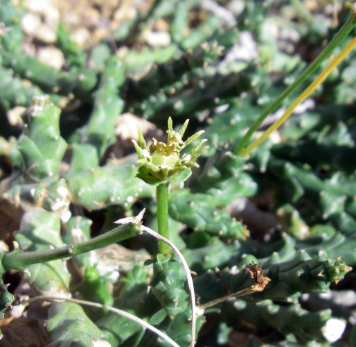 Euphorbia ornithopus 14531069804_dee9c2350b_o