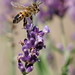 Makroaufnahmen Biene am Lavendel