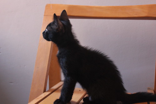 Salem, gatito negro muy guapo nacido en Mayo´14, en adopción. Valencia. ADOPTADO. 14739947662_7e1e9593cb